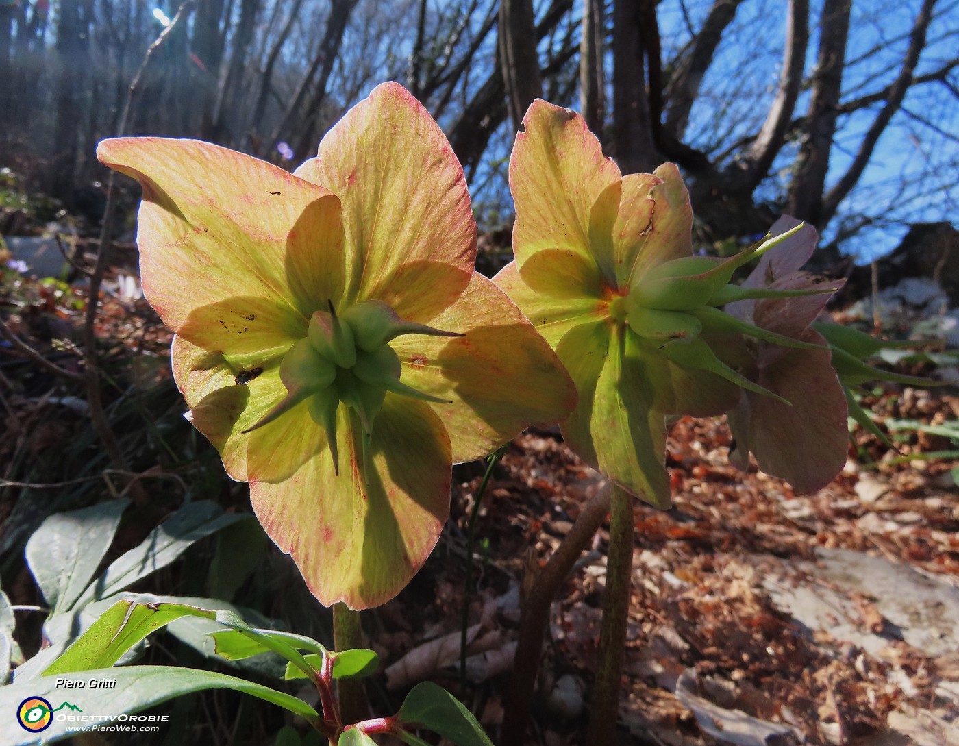 68 Helleborus niger (Elleboro) in fruttescenza.JPG